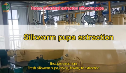 silkworm pupa subcritical extraction process
