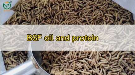 BSF Insect Oil and Protein Subcritical Extraction Machine